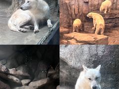 -西安曲江海洋极地公园