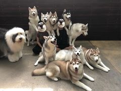 -TrueLove @ Neverland (Husky Cafe)
