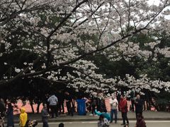 -武汉大学-樱园
