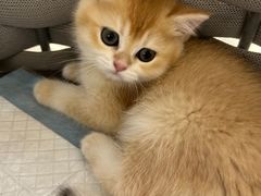 -lincat·猫舍(广州店)