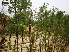 -廊坊市自然公园