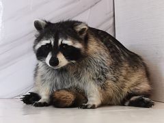 -浣熊柯尔鸭土拨鼠·电玩咖