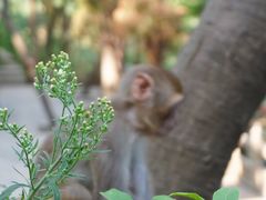 -黔灵山公园