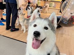 -Husky Go! 哈士奇体验馆·宠物咖啡厅狗咖