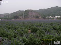-紫海香堤香草艺术庄园
