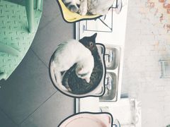 -有猫主题·治愈系猫咖(曾厝垵店)