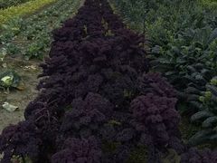 -中国天府农业博览园