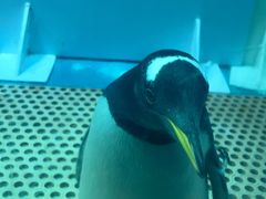 -正佳极地海洋世界