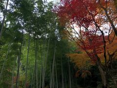 -常寂光寺