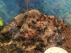 -上海大自然野生昆虫馆(东方明珠·爬宠昆虫探索中心)
