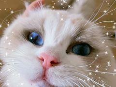 -喜茶(永旺梦乐城店)