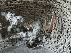 -东平国家森林公园