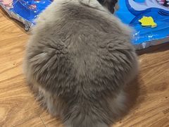 -MOCHA明星猫咖(田子坊店)