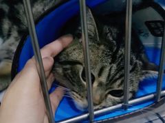 -暖阳宠物医院·犬猫康复中心·骨科