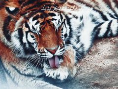 -西霞口神雕山野生动物世界