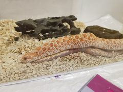 -酷以爬仙阁实体爬宠店·守宫·蜥蜴·专业繁育