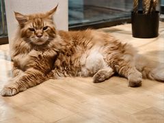 -藏猫猫咖啡主题馆(中央大道店)