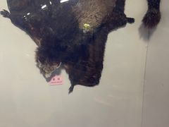 -上海大自然野生昆虫馆(东方明珠·爬宠昆虫探索中心)