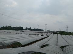 -向葡萄庄园