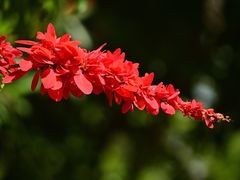 -新加坡植物园
