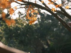 -秋霞圃