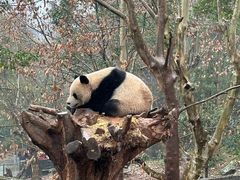 -都江堰中华大熊猫苑