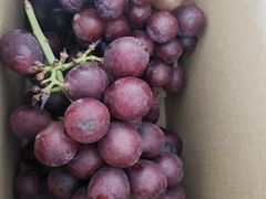 -巴城镇马料江村葡萄园