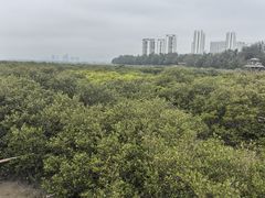 -北海金海湾红树林生态旅游区