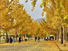 -长白岛森林公园