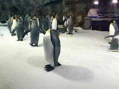 -凯莉-塔尔敦海洋生物水族馆