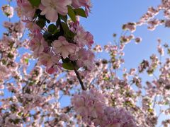 -海棠花溪(元大都城垣遗址公园)