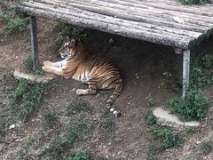 -大连森林动物园