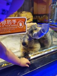 -未来动物城动物主题公园(大悦城店)