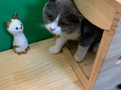-李小姐の猫咖啡馆(五角场店)