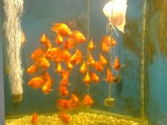 android_upload_pic-GAGA主题量贩式KTV平价店(工大店)