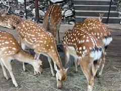 -莫尔道嘎国家森林公园