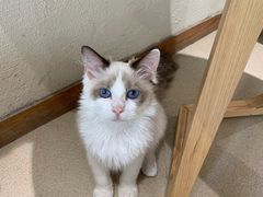 -藏猫猫咖啡主题馆(中央大道店)