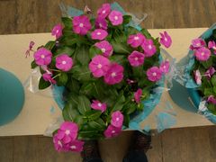 -荷兰花海