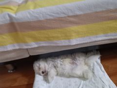 -北京恒爱动物医院(清景园分院)