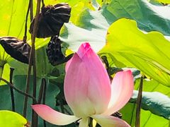 -上海滨江森林公园