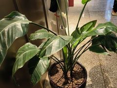 -滇铺子·云南特色菜·第九届野生菌美食节(东风东路c86店)