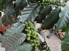 -Torch Coffee 炬点咖啡