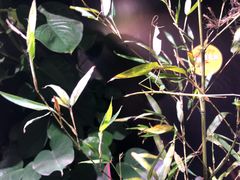 -正佳雨林生态植物园