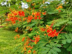 -东莞植物园