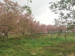 -天适樱花悠乐园