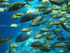 -太平洋海底世界