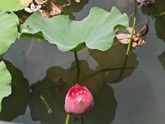 -绿茶餐厅(龙井船宴· 品牌总店)