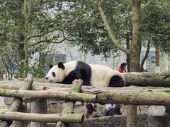 -都江堰中华大熊猫苑