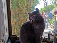 -海边的猫和咖啡馆