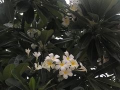 -芽庄珍珠岛游乐园